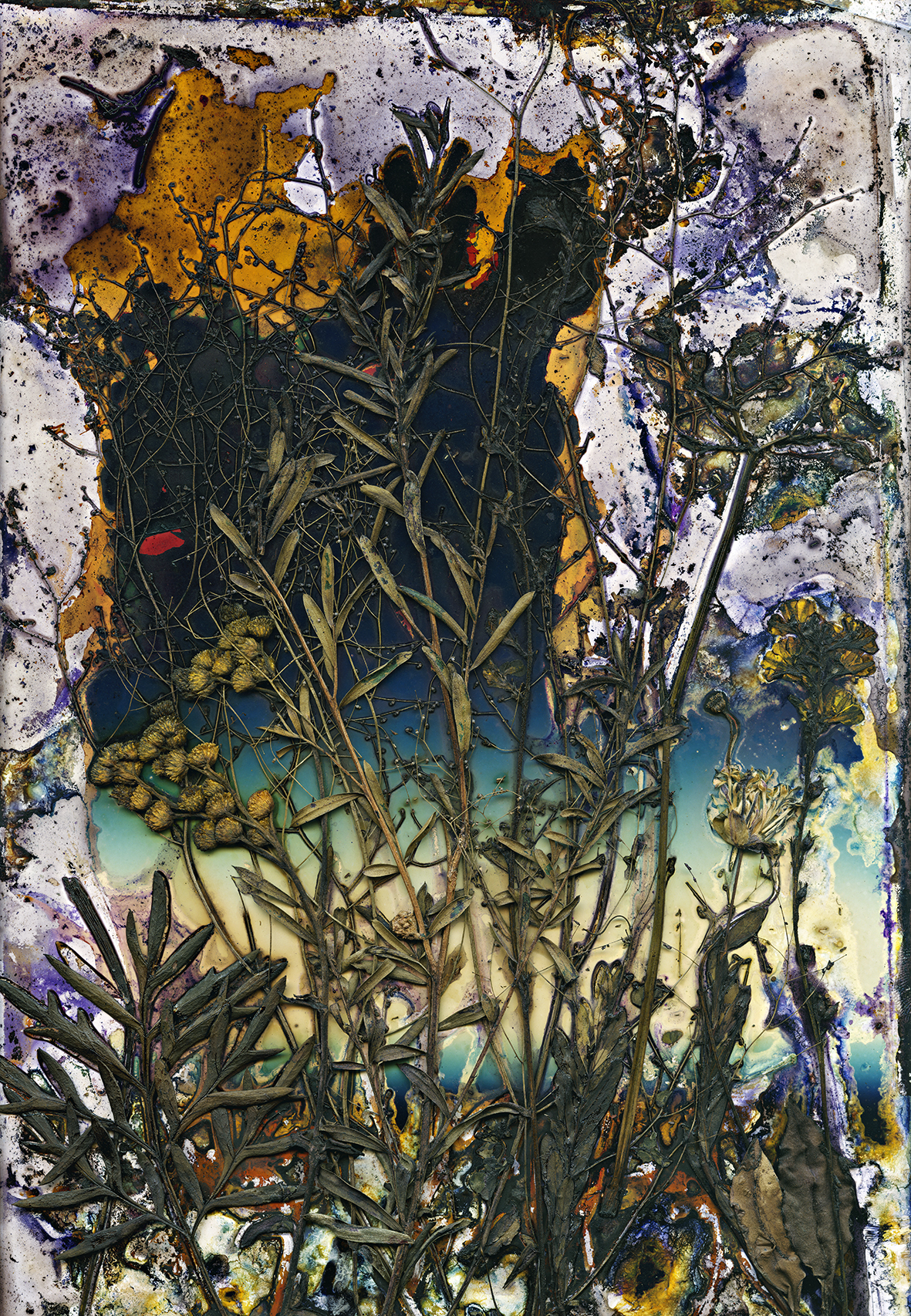 Wildflowers of the Granite Belt: Out of Oblivion | Renata Buziak