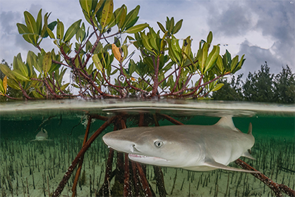 SHARKS, SHRIMP AND SEAGRASS: LESSONS TO INFORM PROTECTION OF COASTAL ECOSYSTEM