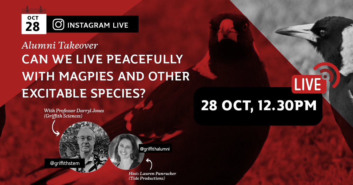 Instagram Live: Can we live peacefully with magpies and other excitable species?