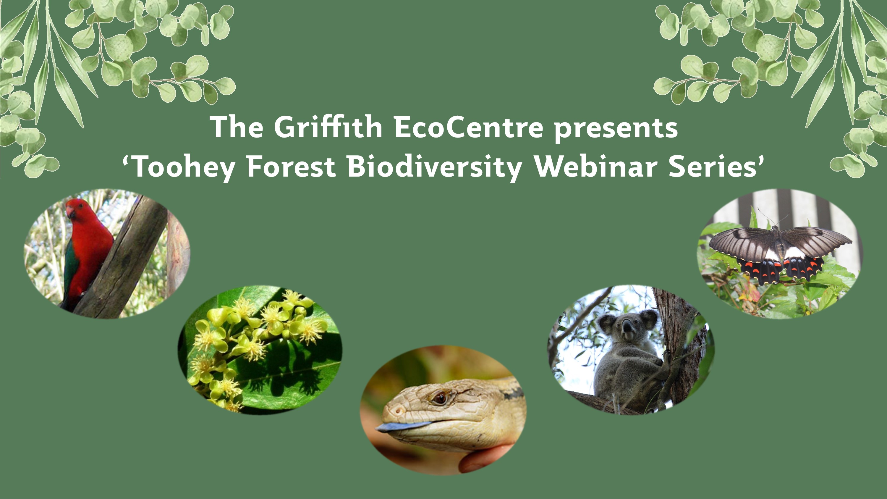 EcoCentre Toohey Forest Biodiversity Webinar Part 5
