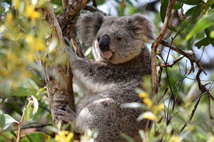 Brisbane Koala Forum