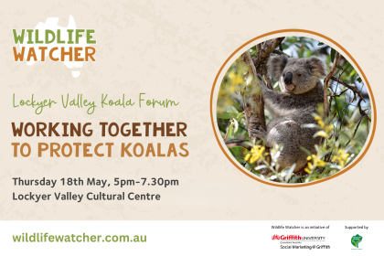 Lockyer Valley Koala Forum